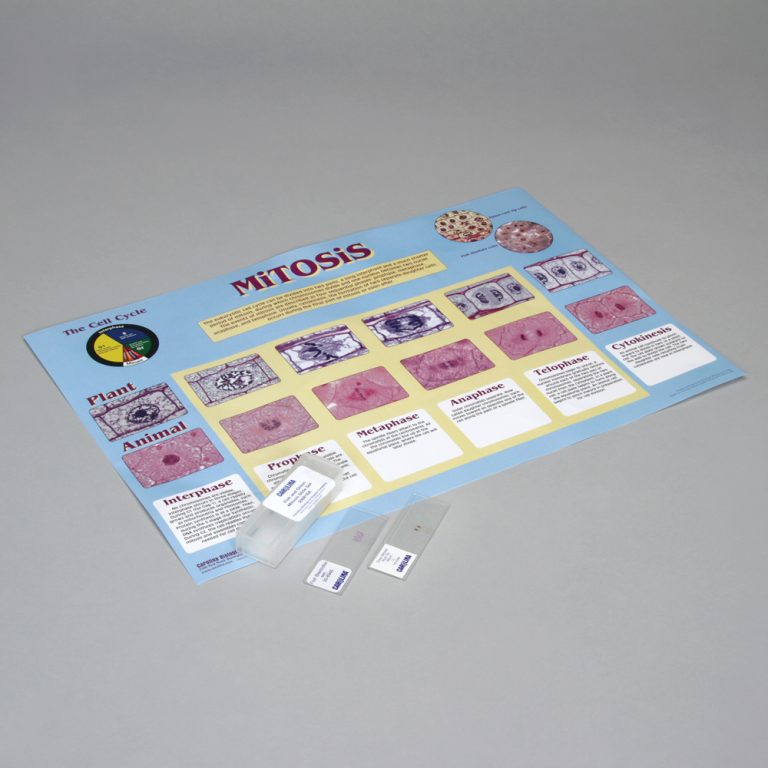 Cell Cycle and Mitosis