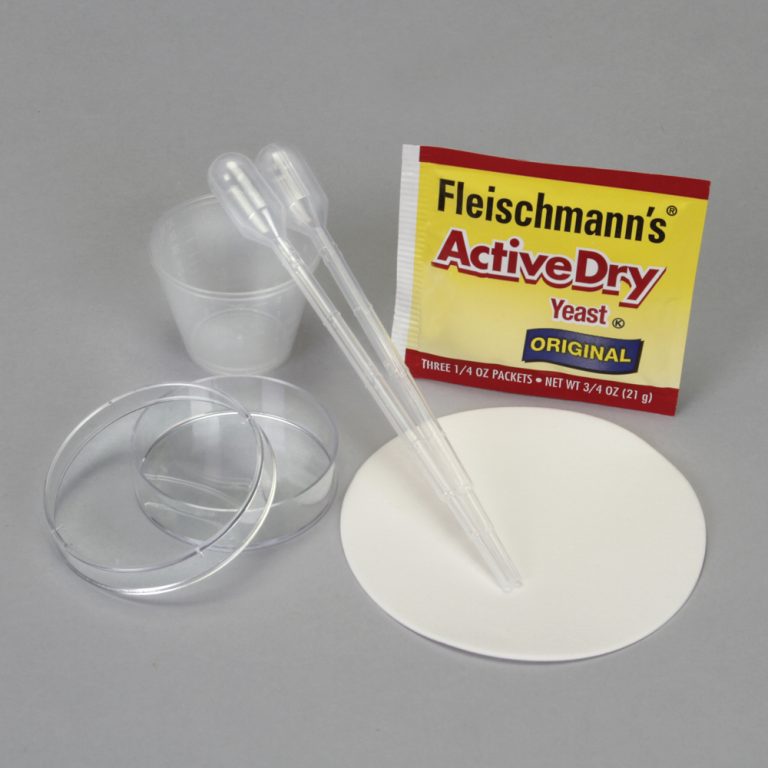 Enzyme Catalysis