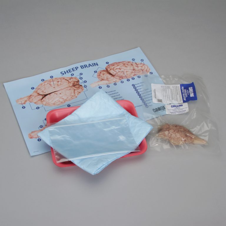 Mammalian Brain Dissection
