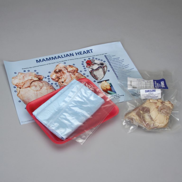 Mammalian Heart Dissection