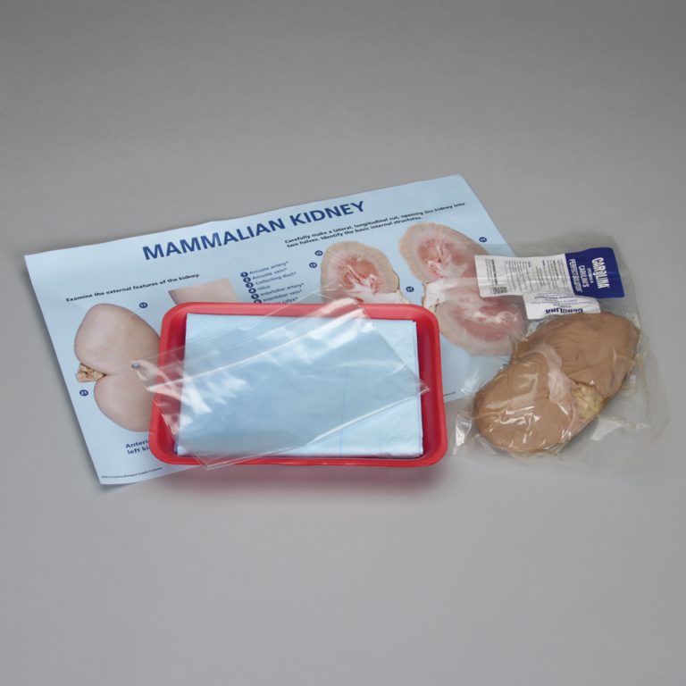 Mammalian Kidney Dissection