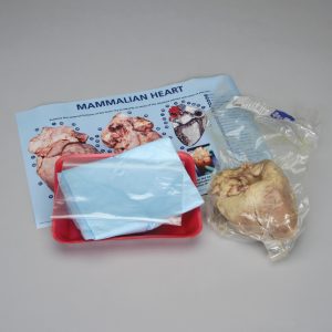 Pig Heart Dissection
