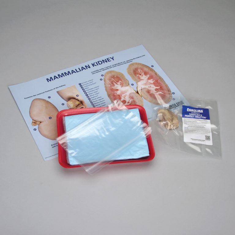 Mammalian Kidney Dissection