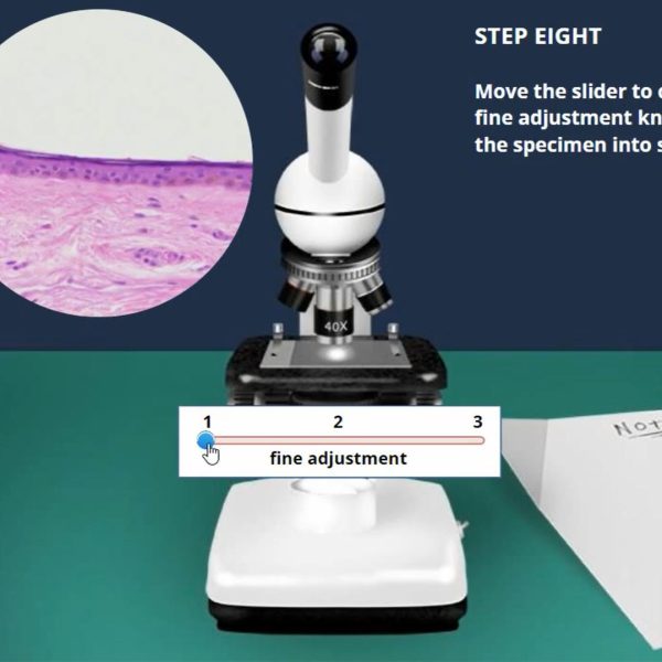 Introduction to Histology: Skin Virtual Lab
