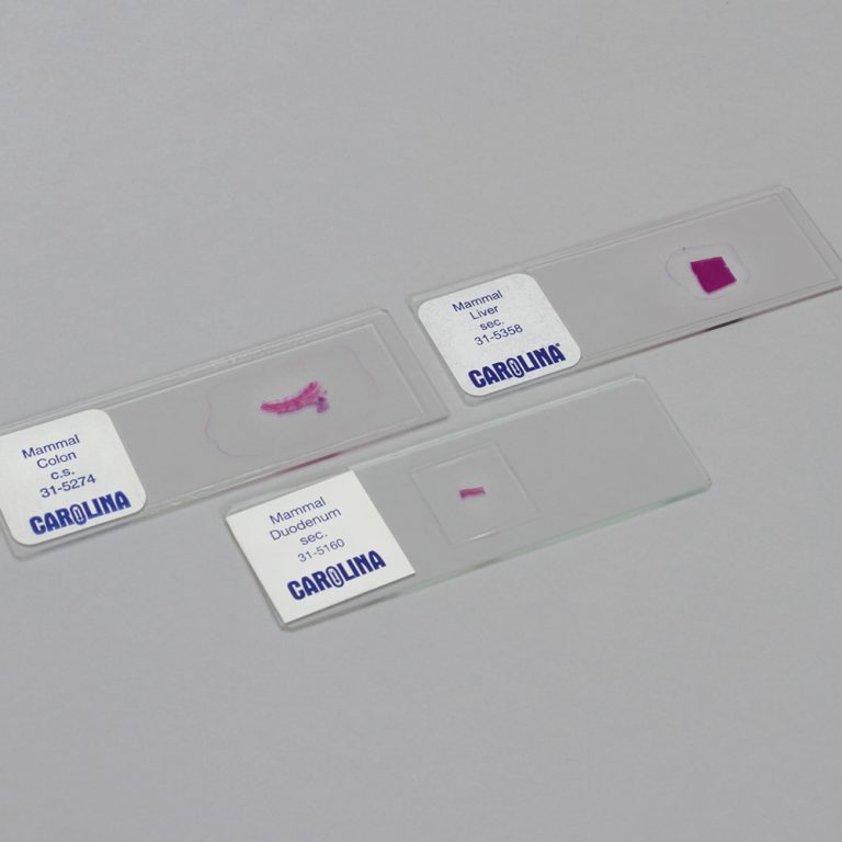 An image of three microscope slides from Carolina Biological Supply Company