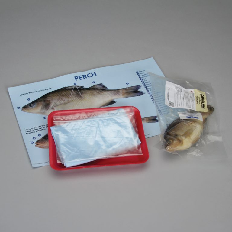Perch Dissection