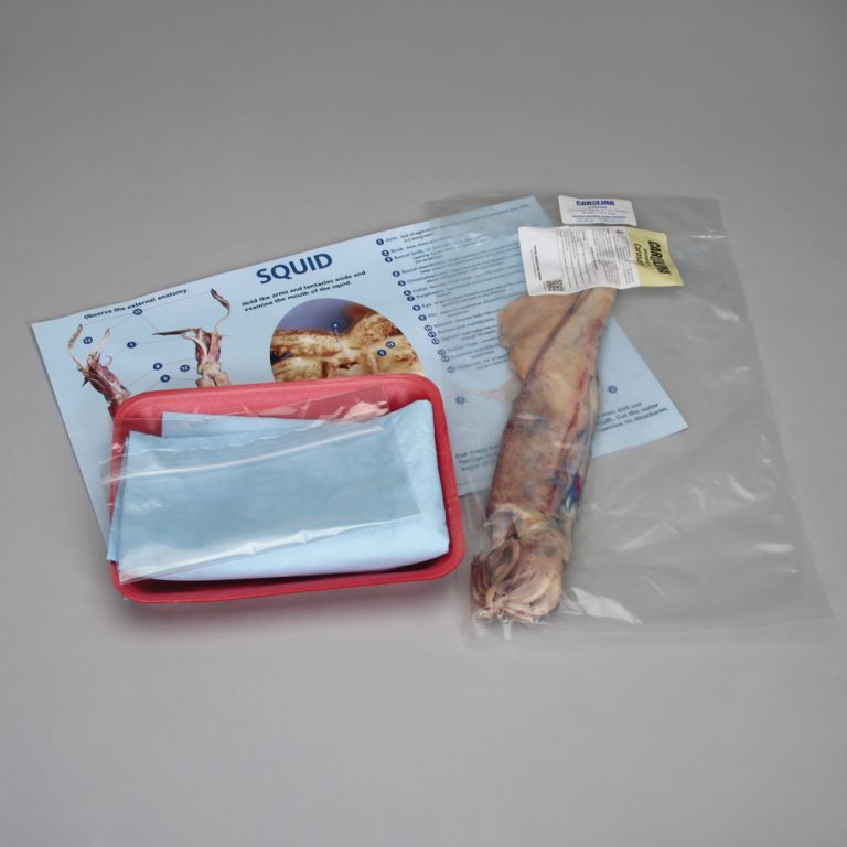 Squid Dissection