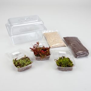 Terrariums with Seedless Plants