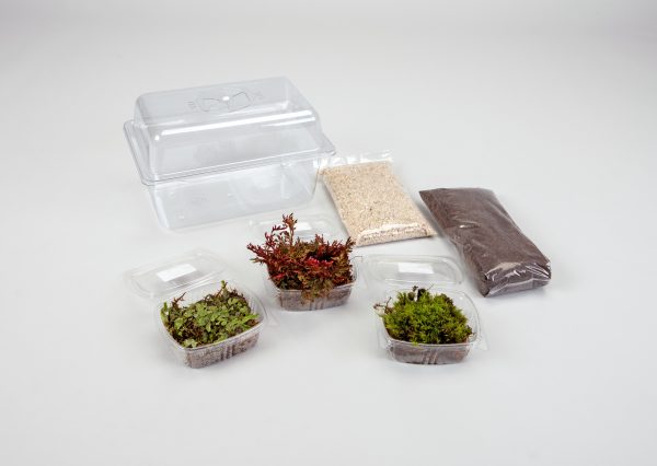 Terrariums with Seedless Plants