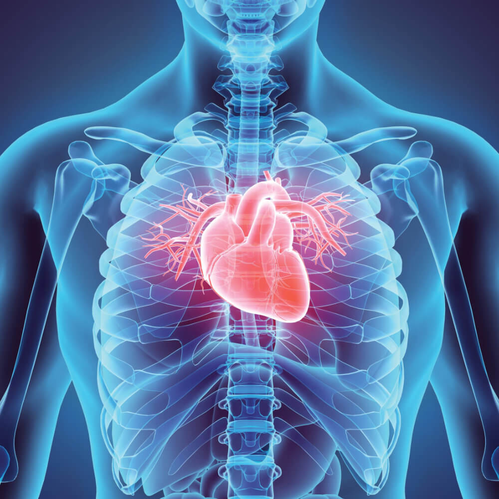Anatomy & Physiology Kits